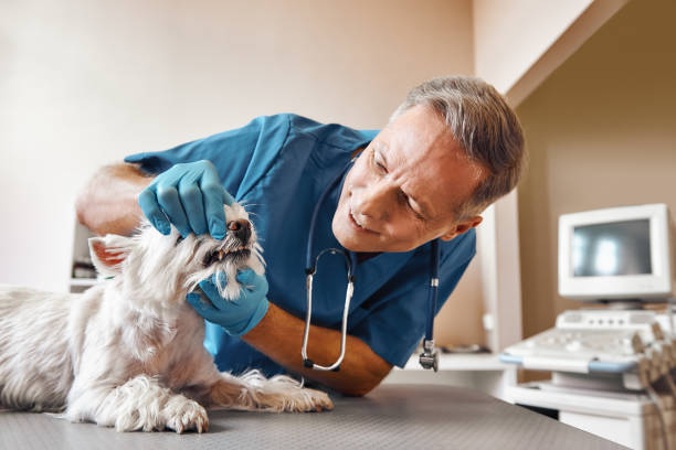 Best Emergency Dental Care for Trauma or Injury in Summit Park, UT